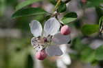 Southern crabapple